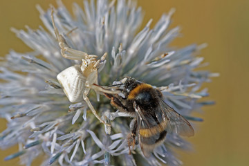 Angriff der Krabbenspinne