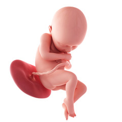 medical accurate illustration of a fetus - week 36