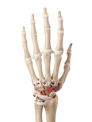 medical accurate illustration of the dorsal intercarpal ligaments