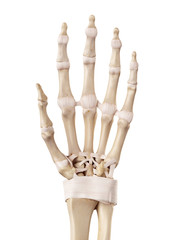medical accurate illustration of the hand ligaments