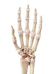 medical accurate illustration of the