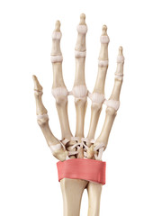 medical accurate illustration of the retinaculum ligament