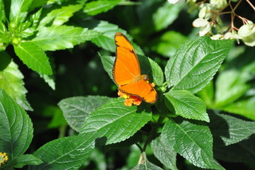 Dryas (Julia) heliconia Schmetterling