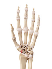 medical accurate illustration of the scaphotrapezial ligament