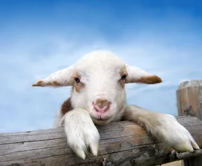 Plaid mouton avec photo Moutons Süßes, junges Lamm