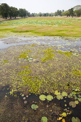Extrem riesiger Seerosenteich