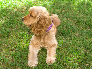 Cute american young Cocker Spaniel