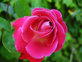 Pink rose