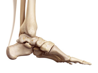 medical accurate illustration of the achilles tendon