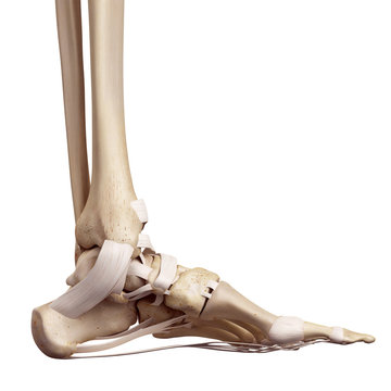 medical accurate illustration of the foot ligaments