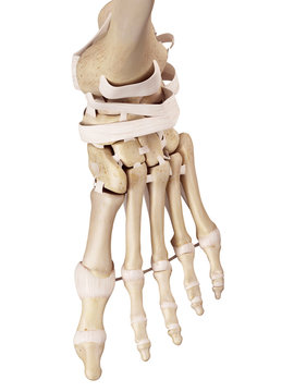 medical accurate illustration of the foot ligaments