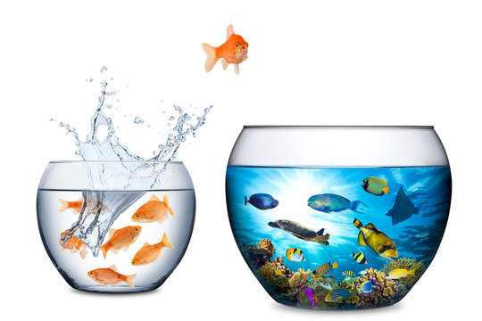 fish freedom concept