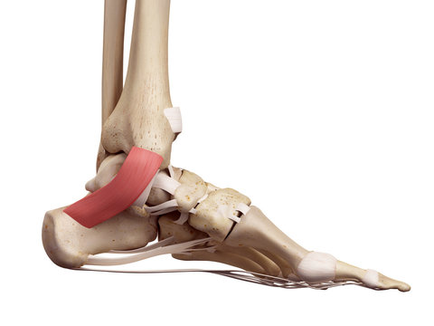 medical accurate illustration of the flexor retinaculum