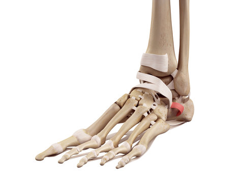 medical accurate illustration of the inferior peroneal retinaculum