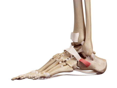 medical accurate illustration of the inferior peroneal retinaculum