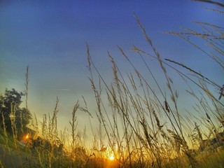 Obraz premium Tall grass silhouetted against the setting sun on the horizon under a clear blue evening sky, low angle