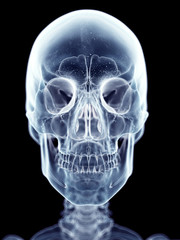accurate medical illustration of the skull