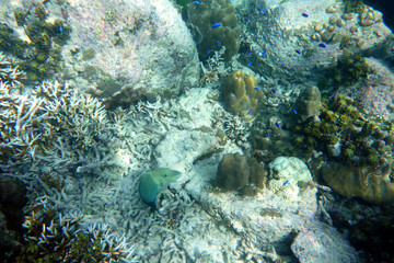 Poissons tropicaux sur un récif corallien