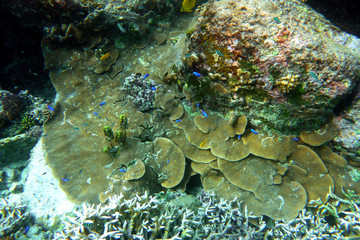 Poissons tropicaux sur un récif corallien