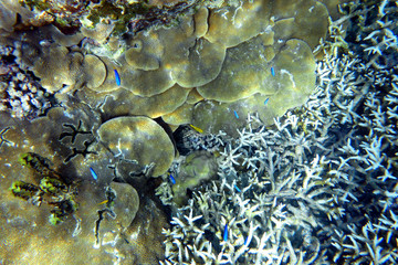 Poissons tropicaux sur un récif corallien