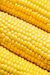 Ripe yellow corn, top view, food background, selective focus