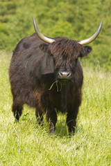 Scottish Highland Cattle in Meadow