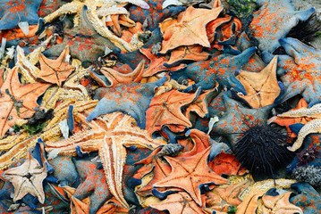 a heap of starfish