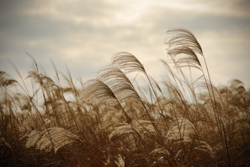 reed