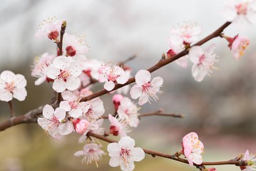 Cherry blossoms in full bloom