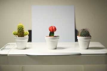 mini cactus