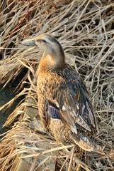 Obraz premium wild Duck in Straws