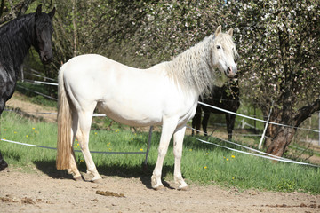 Andalusian mare with long hair in spring