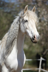 Fototapeta na wymiar Portrait of beautiful andalusian mare in spring