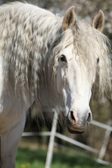 Portrait of beautiful andalusian mare in spring