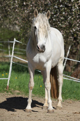 Andalusian mare with long hair in spring