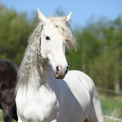 Fototapeta na wymiar Andalusian mare with long hair in spring