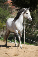 Naklejka na ściany i meble Amazign white andalusian stallion moving