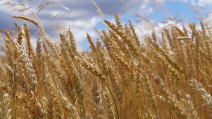 Fototapeta premium Природа