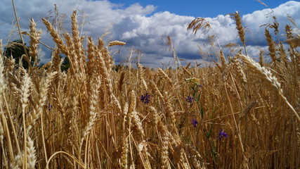 Fototapeta premium Природа