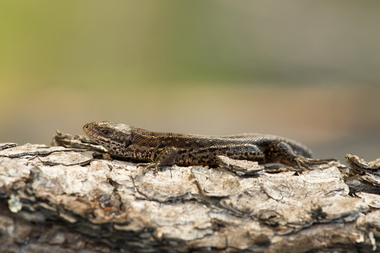 Common lizard, Zootoca vivipara resting on pine 