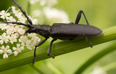 Capricorn beetle, Cerambyx scopolii feeding on flower