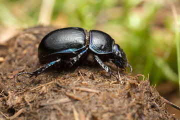 Dor-beetle, Geotrupidae on dung