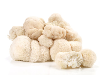 Hericium - Heilpilze © ExQuisine