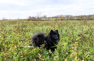 pomeranian dog german spitz outdoor