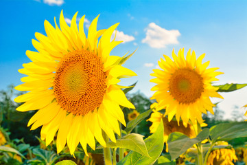 beautiful sunflowers

