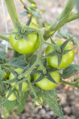 Green tomatoes