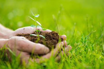Human is holding a small green plant with soil in hands over the green grass background
