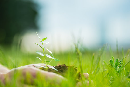 Human is holding a small green plant with soil in hands over the green grass background