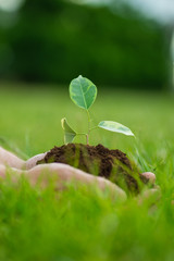 Human is holding a small green plant with soil in hands over the green grass background