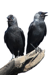  Two Wild Jackdaw